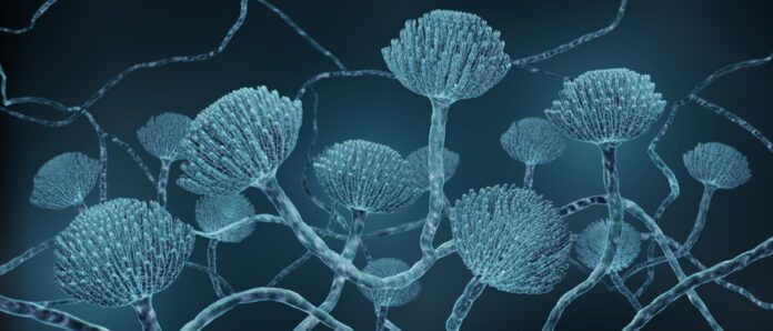 1325015109 Mold close-up, Microscopic Aspergillus fungi 3d illustration Mold close-up, Microscopic Aspergillus fungi 3d illustration