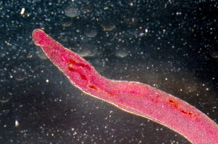 animal parasiteras schistosome blood flukes medical microscopy animal parasiteras schistosome blood flukes