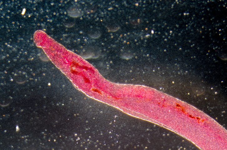Early Genomic Indicators of Praziquantel Resistance in Schistosoma mansoni
