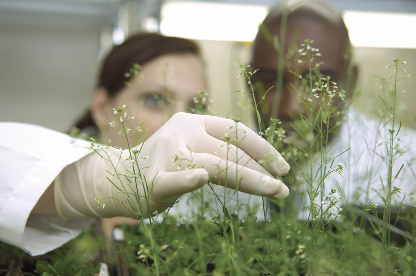 Plant Expression Platforms May Be Better Option for Biopharma in the Global South