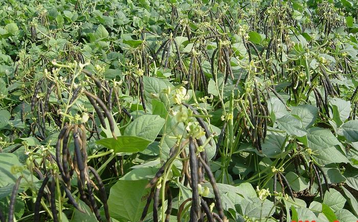 Mung Bean Pan-Genome Study Maps Key Genes for Yield, Nutrition, and Pest Resistance