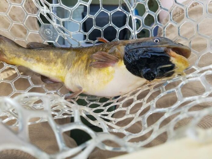 Transmissible Cancer Discovered in Freshwater Fish