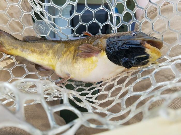 Transmissible Cancer Discovered in Freshwater Fish