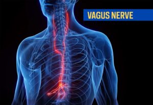 The vagus nerve helps regulate blood pressure, heart rate, sleep, mood, breathing, bladder function, digestion, and the immune system. [Feinstein Institutes]