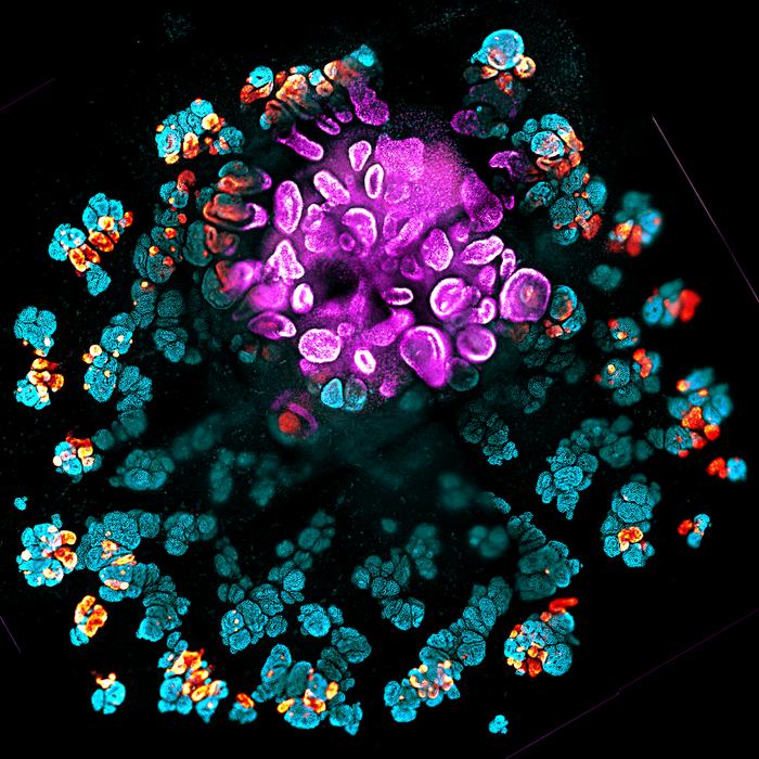 Synthetic Organizers Aid Creation of Reproducible Kidney Organoids from Stem Cells