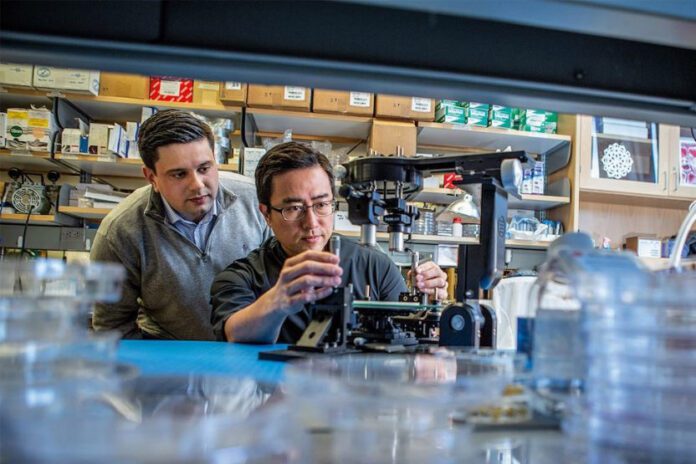 Vivodyne started as an idea between co-founders Andrei Georgescu (left), now Vivodyne’s CEO, and Dan Huh, PhD, professor at UPenn (right), now Vivodyne’s CSO, while Andrei performed his Ph.D. graduate studies in Huh’s bioengineering research lab. [Penn Engineering]