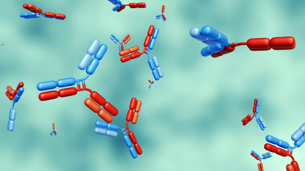 bispecific antibodies