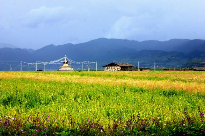 White tower, Tibeten house and field of Tartary buckwheat (fagopyrum tararicum)