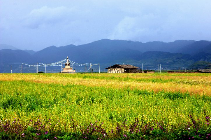 Pangenome-Guided Breeding Boosts Yield and High-Altitude Adaptation in Buckwheat