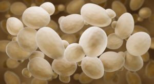 Brewers Yeast (Saccharomyces cerevisiae), under a microscope.