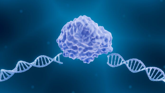 Endonuclease, illustration Endonuclease, illustration