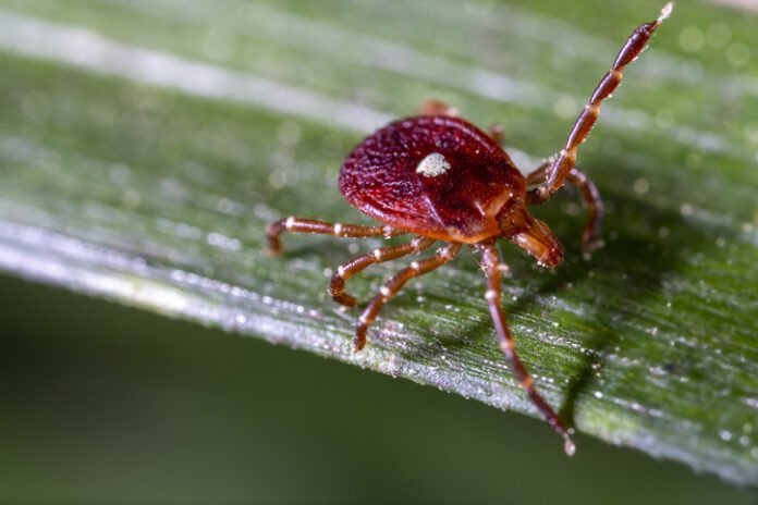 Tick 1629610212 Lone Star Tick