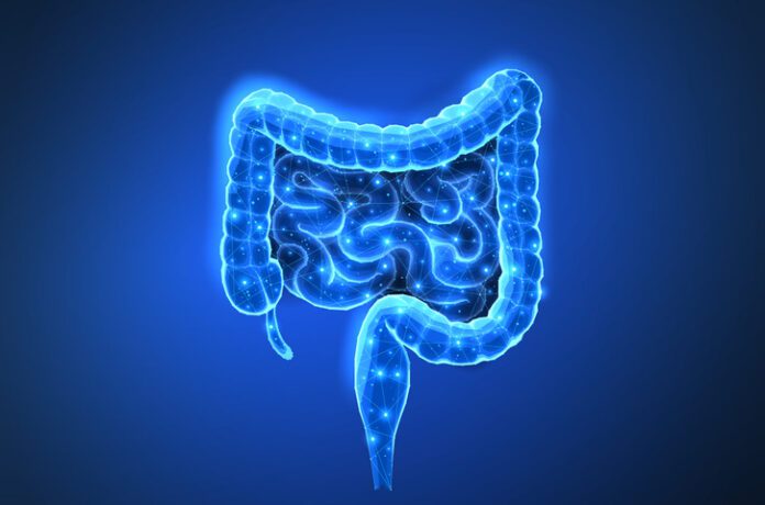 Abstract isolated human intestines. Gut health, bowel disease, gastrointestinal tract, stomach ache, intestinal microbiota, colon inflammation, esophagus pain.