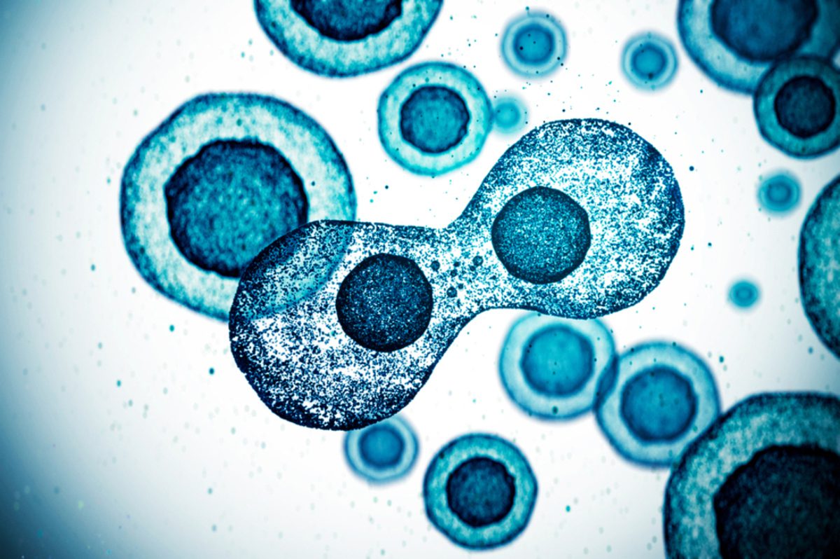 Cell division Computer graphic image of a cell as seen like through a microscope.