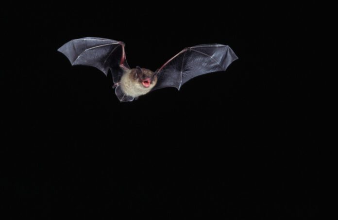 Little Brown Bat