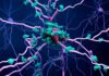 Is Targeted Protein Degradation the “Break” Neurology Needs? Death of neurons in the aging brain or Proteins in neurons