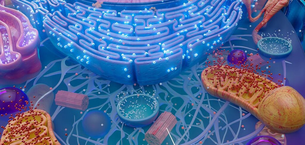 Detailed 3D render of a eukaryotic cell interior, highlighting organelles like mitochondria and centrioles involved in cellular division processes