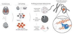 Genome Mapping Reveals Autoimmune Disease Risk Genes in Innate Lymphoid Cells
