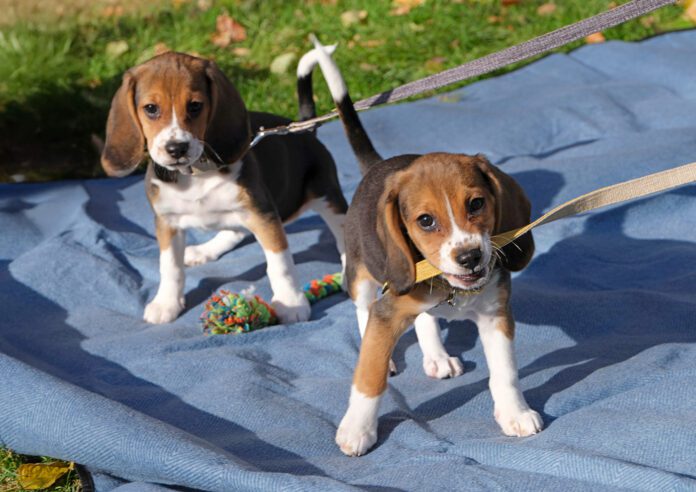 KarolinaWojtasik_GeneEditedBeaglePups gene-edited beagle pups