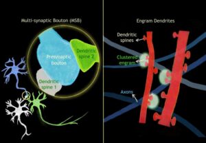 This diagram shows two characteristic patterns found within the study. On the left, we see a multi-synaptic bouton (MSB), where one presynaptic terminal joins to multiple different dendritic spines on different cells. The researchers found that MSBs were more likely to be conserved following hibernation, suggesting their essential role in memory retention. On the right, we see clustered engram patterns. Dendritic spines that are close together but that connect to various axons of neurons in a different section of the brain are active within the same engram. Again, the researchers found that clustered engram synapses were preferentially conserved after artificial hibernation, which suggests their importance in memory retention. [Luo-chu Yang]