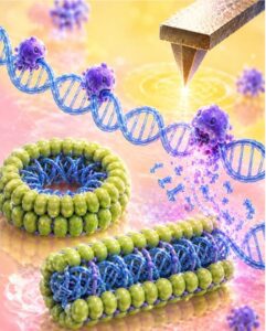 Visualizing DNA protection and degradation by high-speed AFM. Higher-order DNA structures protect DNA from nuclease degradation, whereas exposed DNA is bound, cleaved, and progressively fragmented by nucleases. High-speed atomic force microscopy (HS-AFM) enables these dynamic processes of DNA "protection, attack, and destruction" to be visualized at the nanoscale. The AFM tip is illustrated at the upper right. [Richard W. Wong, PhD, Kanazawa University and image created in part using OpenAI's ChatGPT]