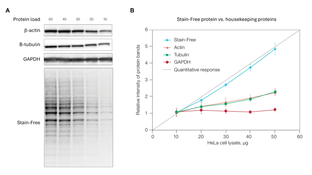 Figure 1. Comparison of Stain-Free total protein measurement and immunodetection of housekeeping proteins in cell lysate. (A) Representative western blot images. (B) Relative intensity of protein bands compared to a predicted quantitative response. Adapted from Hammond et al. 2020.