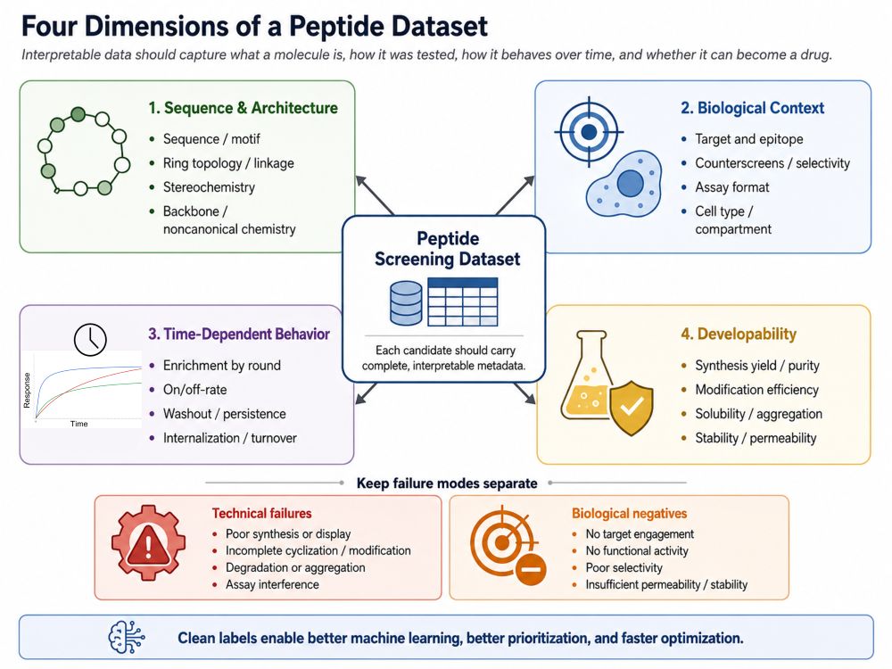 Figure 2. Four dimensions of a peptide dataset: sequence and architecture, biological context, time-dependent behavior, and developability. Technical failures remain distinct from biological negatives. [Sethera Therapeutics]