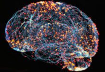 Microprotein Atlas Links Brain Immune Cell Dysfunction to Alzheimer’s