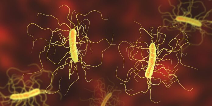 Clostridium difficile bacteria, illustration C. difficile