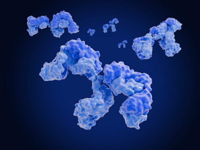 Dual variable domain antibodies, illustration