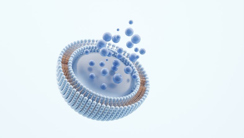 liposome