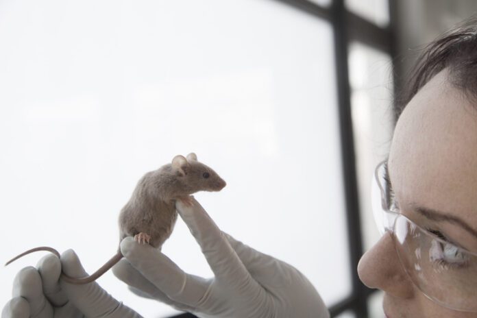 lab mouse