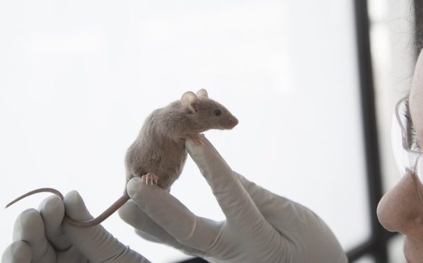 GLP-1 Drug Semaglutide Slows Aging and Extends Lifespan in Mice