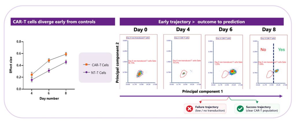Figure 3. AuraCyt reveals progressive divergence between transduced CAR-T cells and non-transduced controls during manufacturing. The effect-size plot quantifies the increasing separation from the baseline donor T-cell state, while the accompanying trajectory plots visualise the emergence of distinct cellular phenotypes over time. Minimal separation is observed at Day 0, with divergence evident by Day 4 and becoming increasingly pronounced through Days 6 and 8. The appearance of distinct cellular trajectories before conventional confirmation of CAR expression suggests that transduction-associated cellular changes are detectable at an earlier stage of the manufacturing process. [Cytomos]