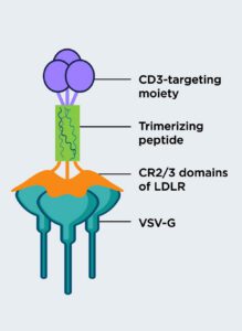 G-Link architecture and mechanism of VSV-G retargeting.