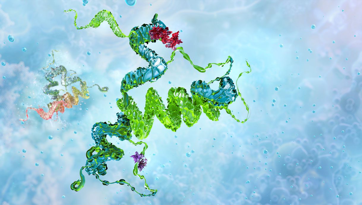 Human prion protein