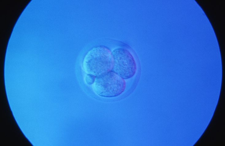 A mouse embryo at the four cell stage, and polar body.