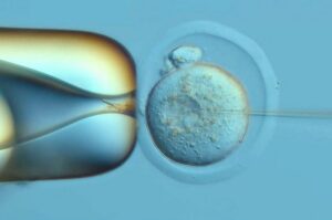 DNA Typewriter is injected into the genetic material of a fertilized mouse egg. This technology taps into the genetic material in the fertilized egg and resulting embryonic cells as a recording device of the cells' histories. It tracks their relationships as the embryo develops.