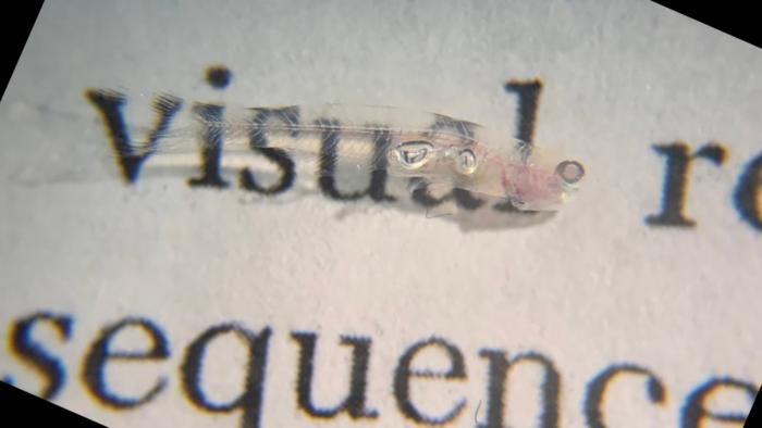Printed letters are visible through the nearly transparent body of Danionella cerebrum, a tiny fish opening new possibilities for studying the vertebrate brain. [Kutay Deniz Atabay]