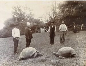 Jonathan arrived in St. Helena as a gift to Sir William Grey-Wilson in 1882, who later became governor of the island. This image was taken around that time - Jonathan is on the left. [A.L. Innes]