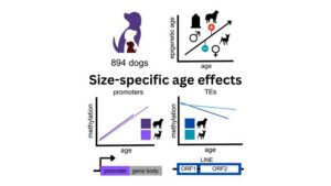 Genome-wide DNA methylation in 894 dogs from the Dog Aging Project reveals accelerated aging in larger dogs and faster loss of repression of transposable elements. [Blaise Mariner & Brianah McCoy] 