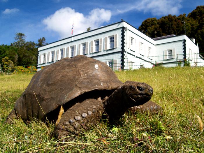 Giant Tortoise Jonathan